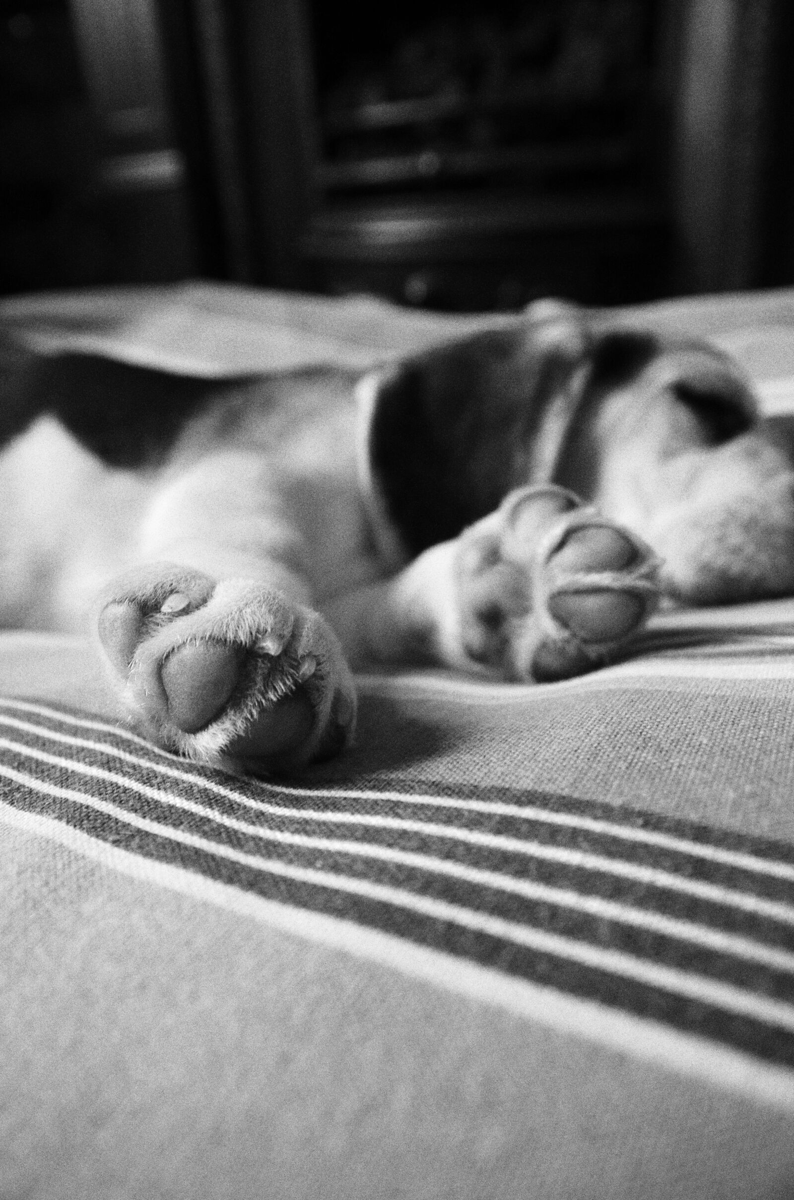 Pentax K-5 sample photo. Puppy, sleep, dog photography