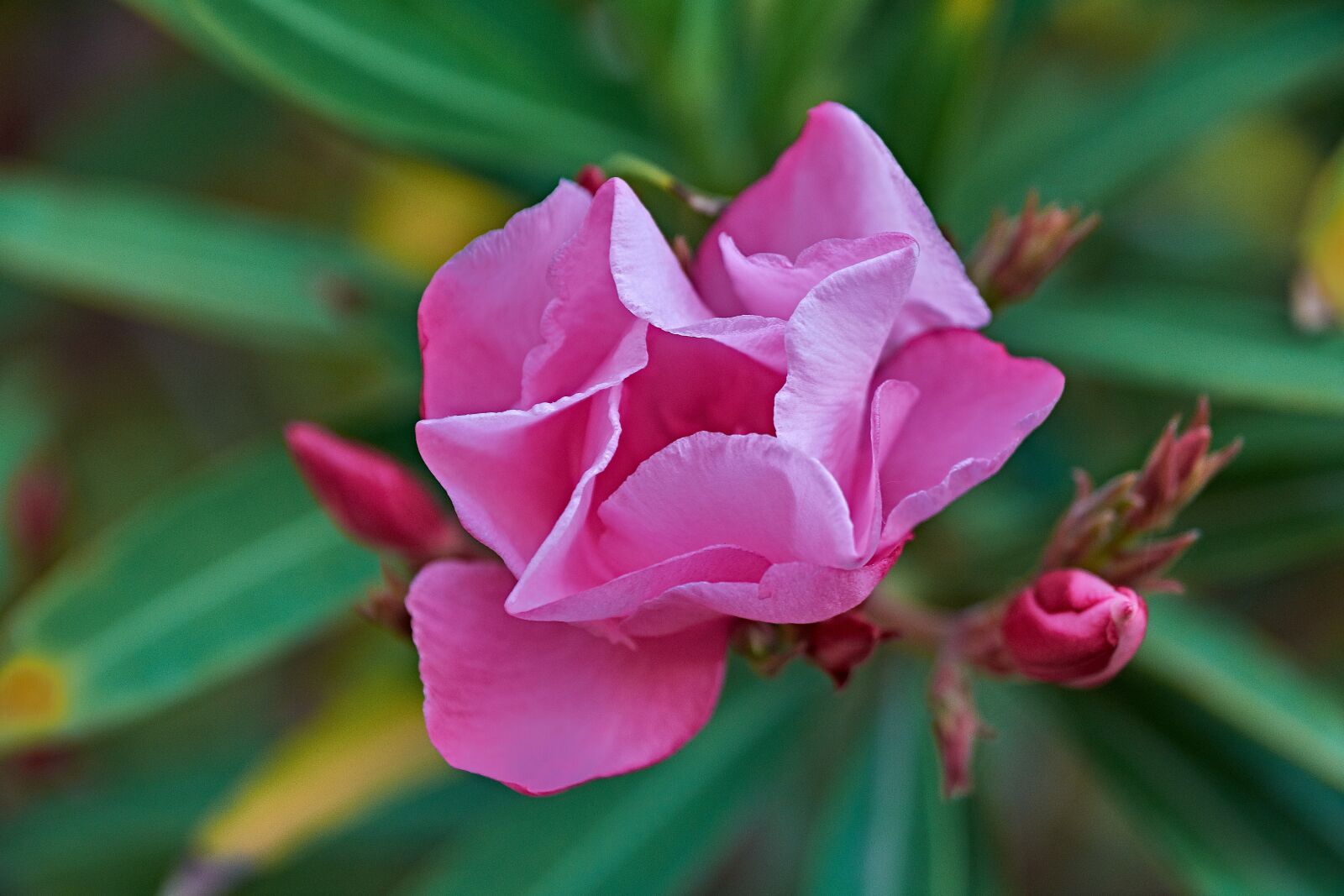 Nikon D7200 sample photo. Garden, flower, spring photography