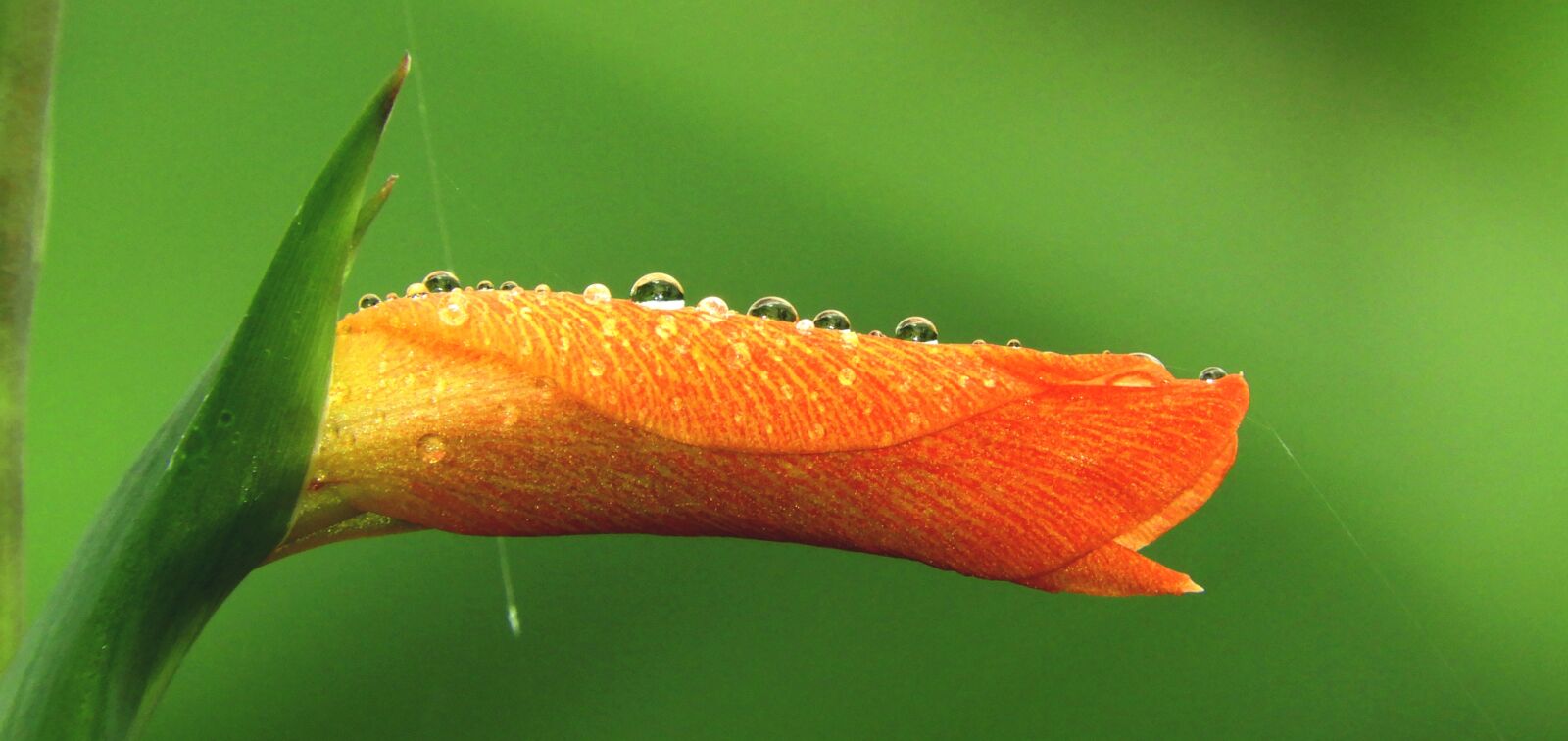 Nikon Coolpix B700 sample photo. Garden, leaf, drops photography