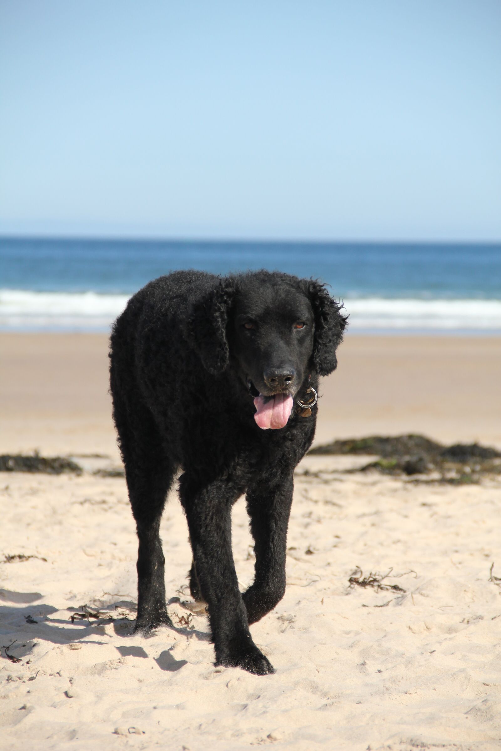 Canon EOS 550D (EOS Rebel T2i / EOS Kiss X4) sample photo. Dog, beach, sea photography