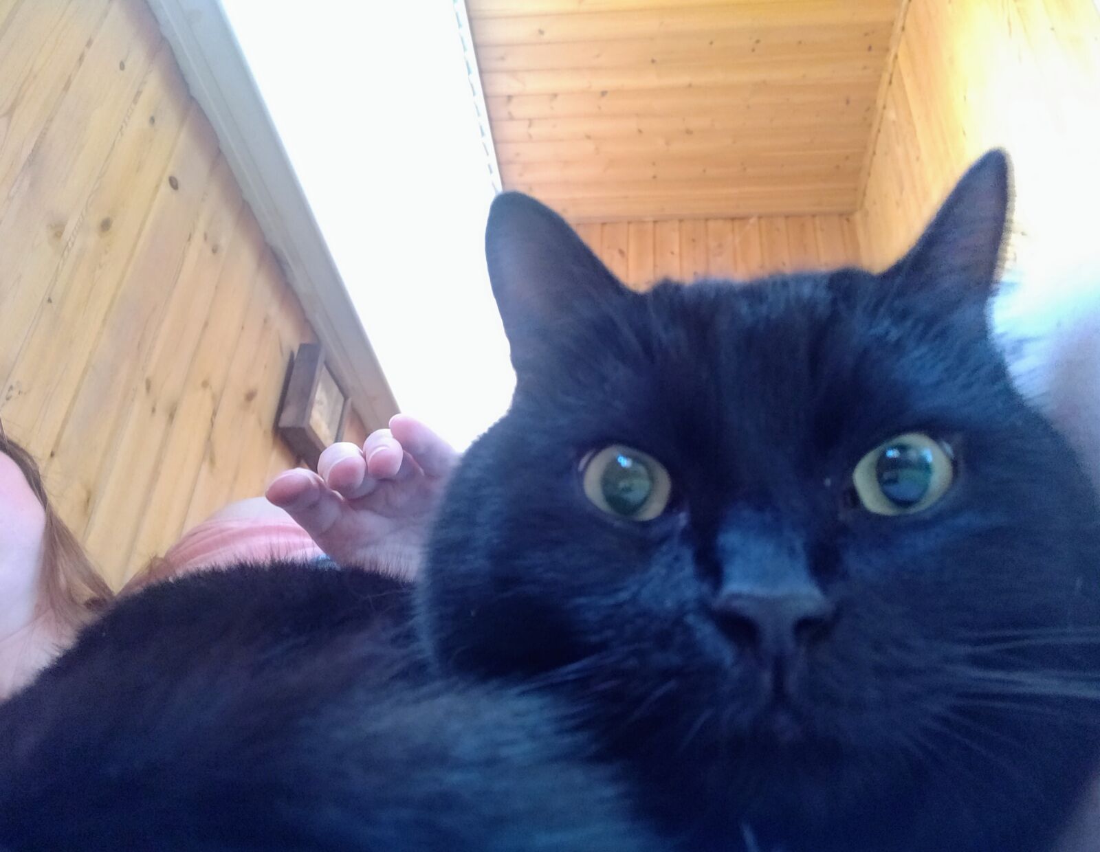 OnePlus A6000 sample photo. Cat, black, balcony photography