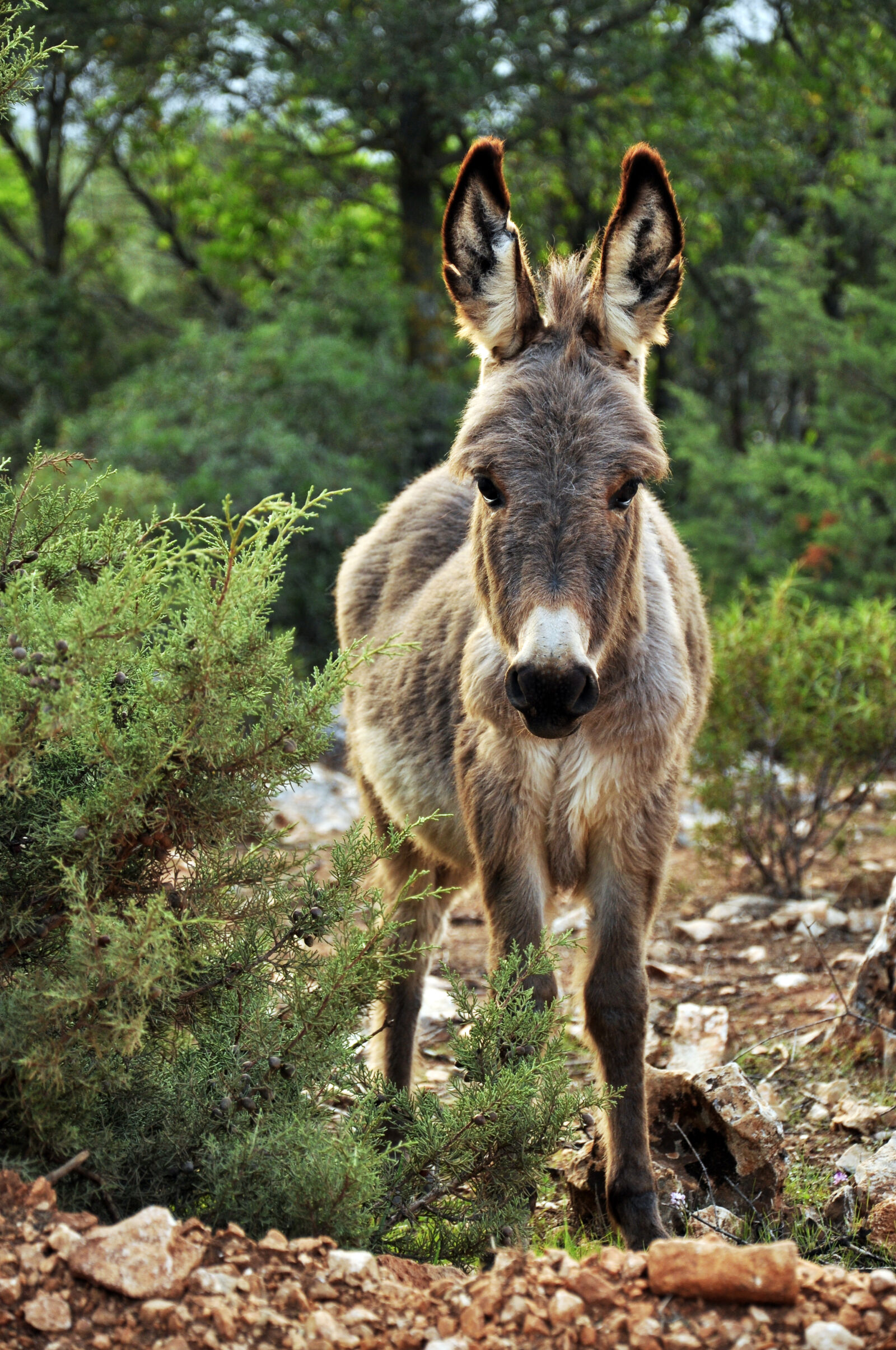 Nikon D90 sample photo. Animal, cute, donkey, nature photography