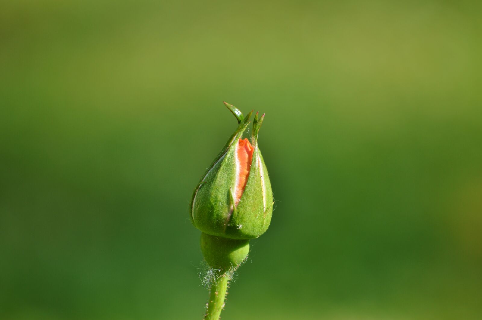Nikon D3200 sample photo. Rosebud, rose, bud photography