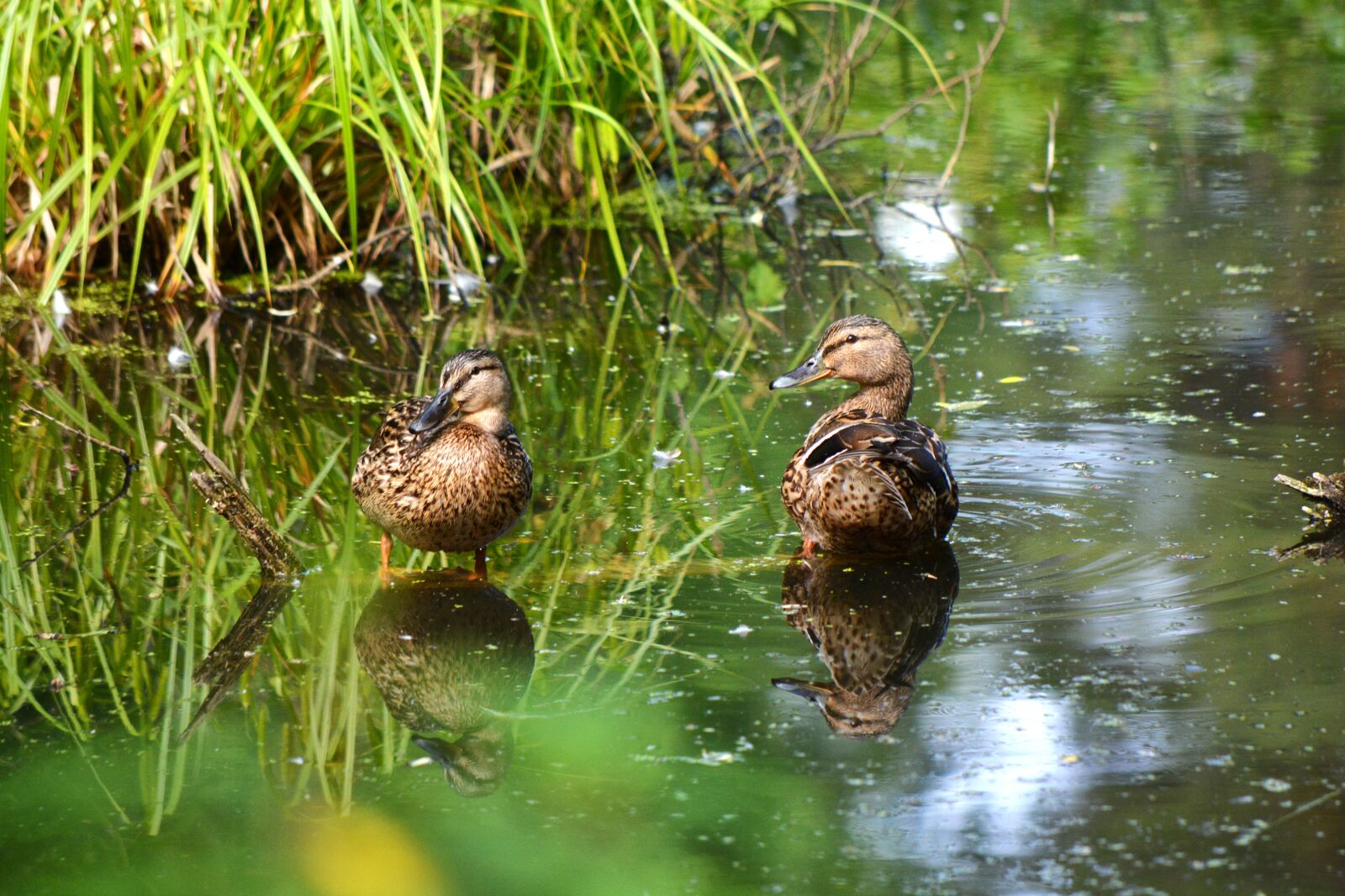 Nikon D7100 sample photo. Duck, swamp, bird photography
