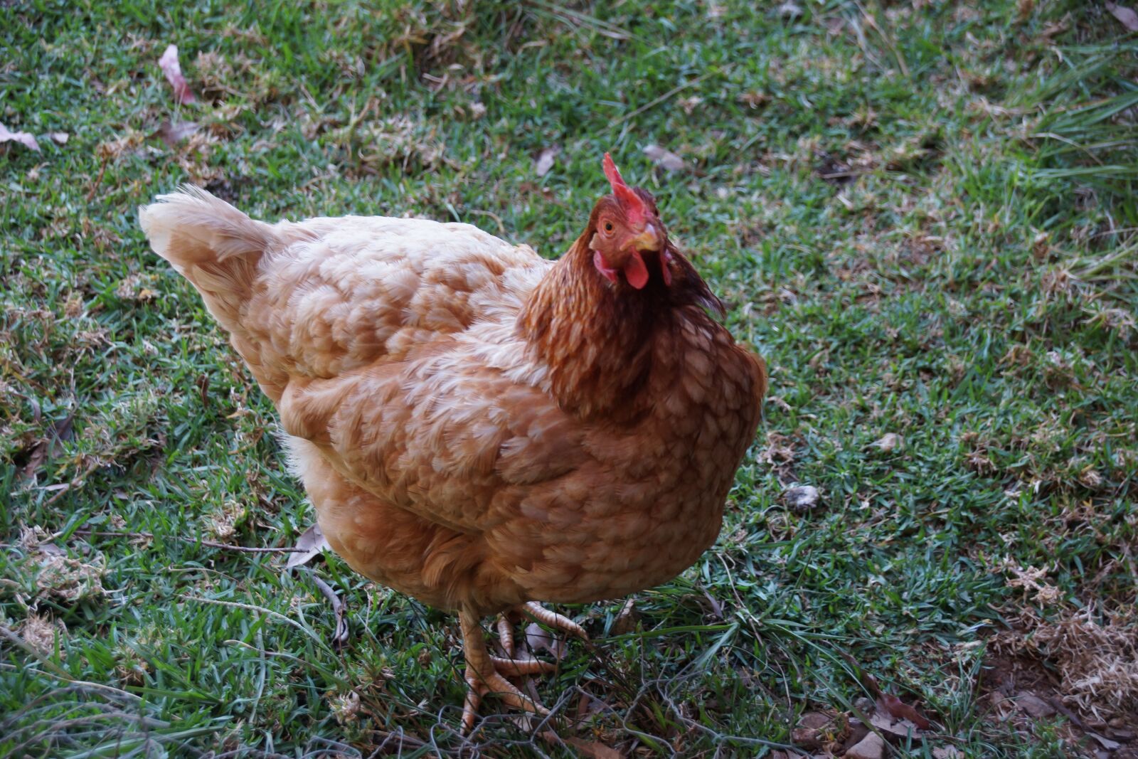 Sony SLT-A65 (SLT-A65V) sample photo. Hen, animal, rooster photography