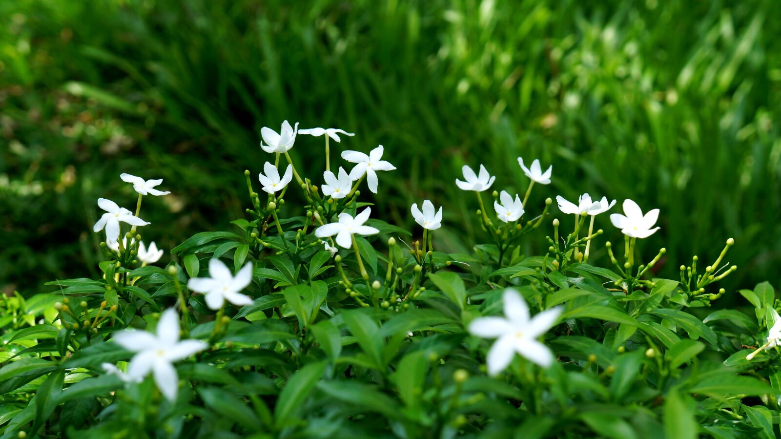 Sony Alpha NEX-F3 + Sony E 18-55mm F3.5-5.6 OSS sample photo. Carpet white flowers, green photography
