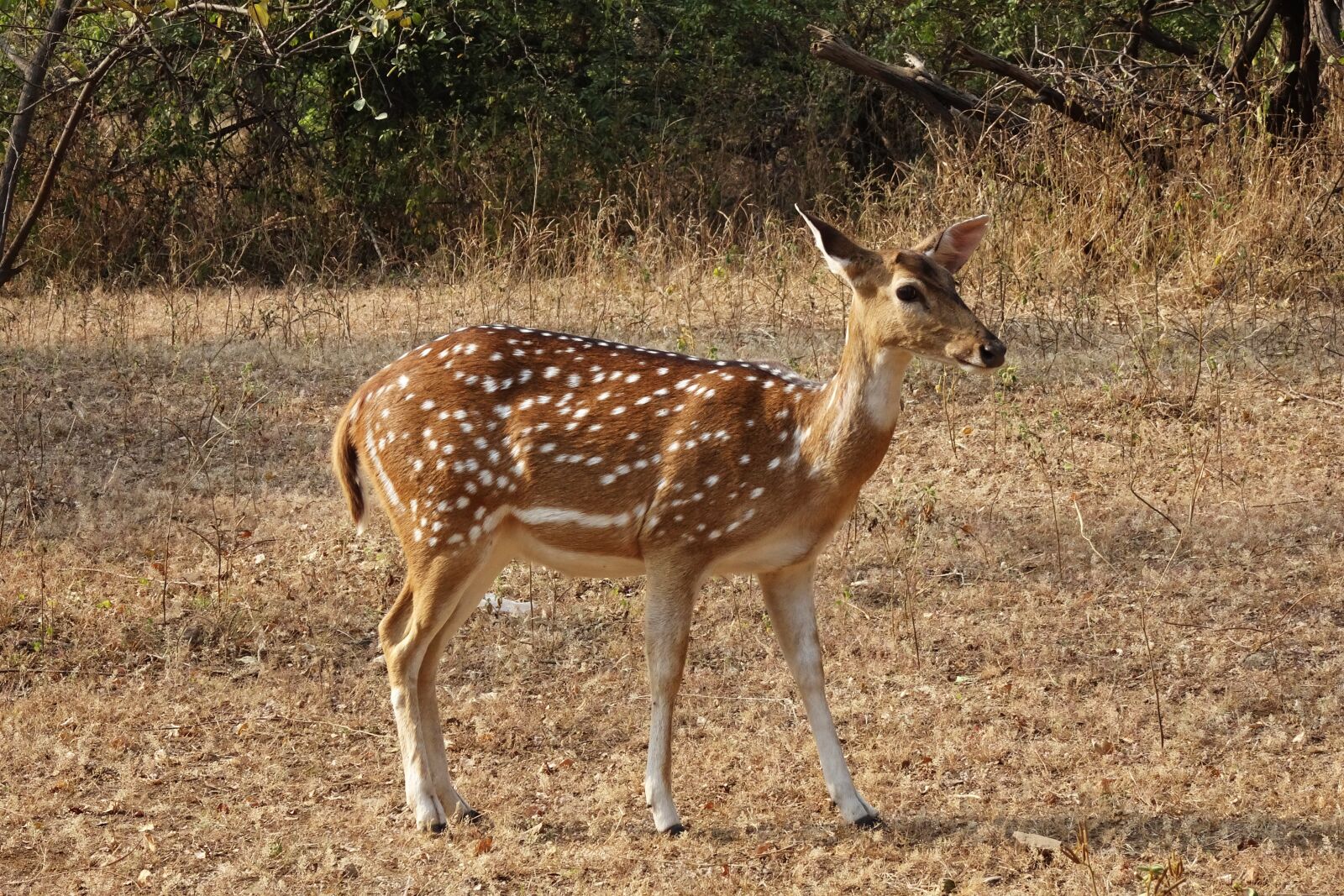 Sony Cyber-shot DSC-HX90V sample photo. Spotted deer, chital, doe photography