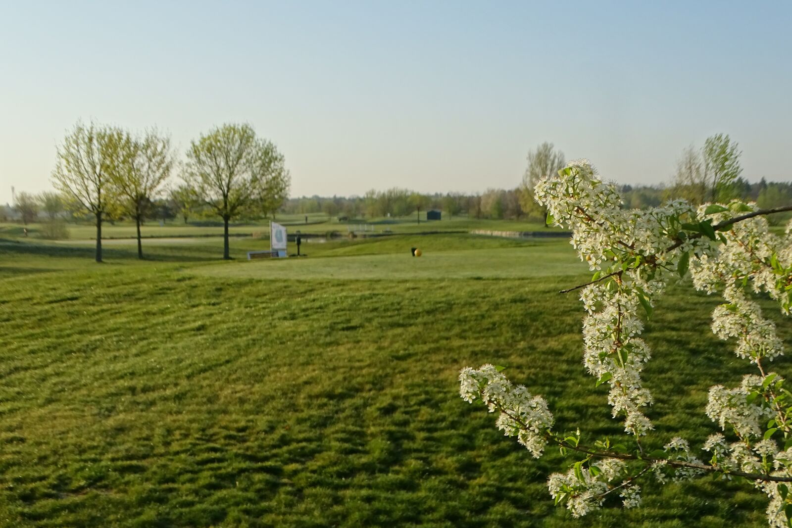 Sony Cyber-shot DSC-HX400V sample photo. Blossoms, white blossms, golf photography