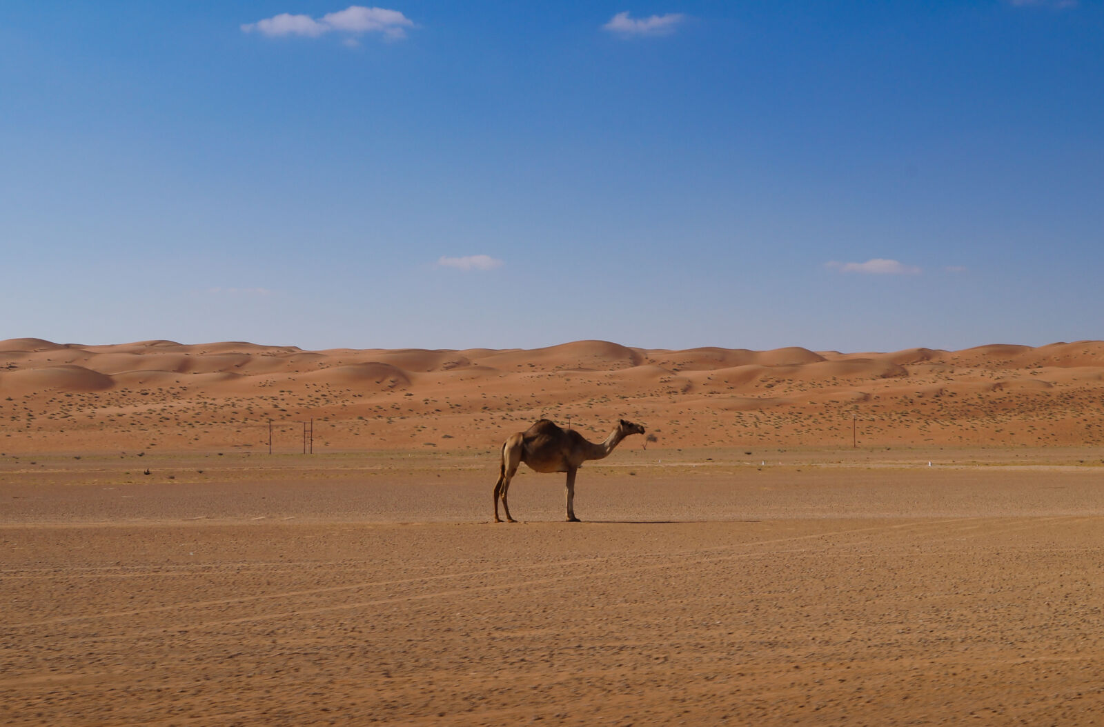 Sony SLT-A37 sample photo. Animal, arabia, blue, camel photography