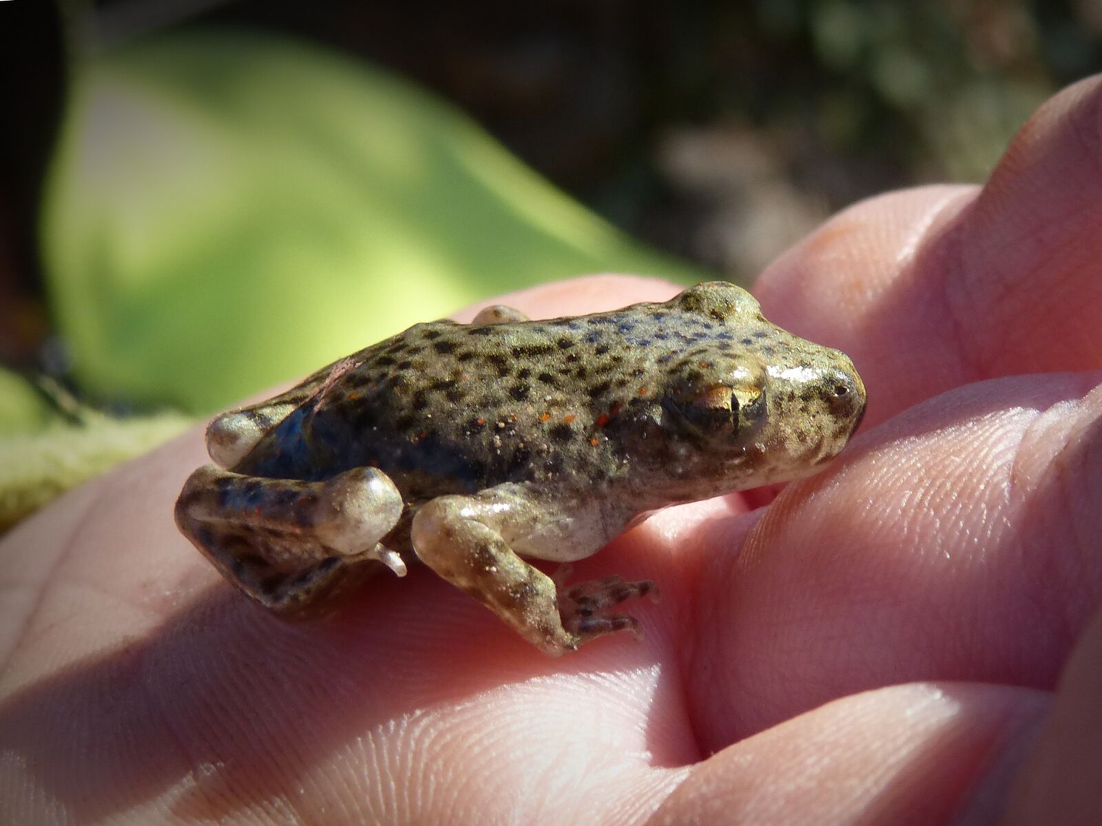 Panasonic DMC-FZ62 sample photo. Frog, small frog, lower photography