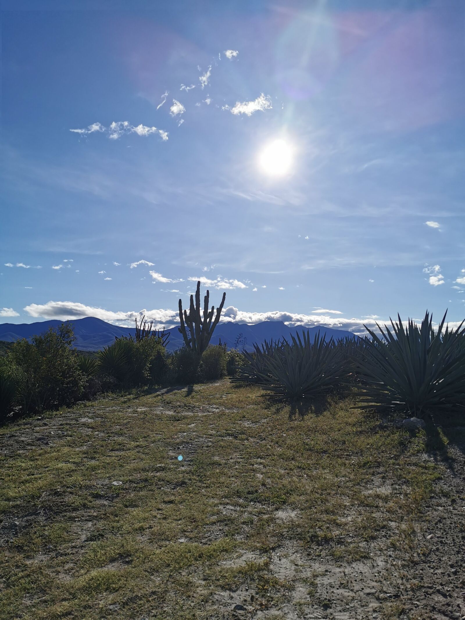 HUAWEI P30 Pro sample photo. Mexico, cactus, oaxaca photography