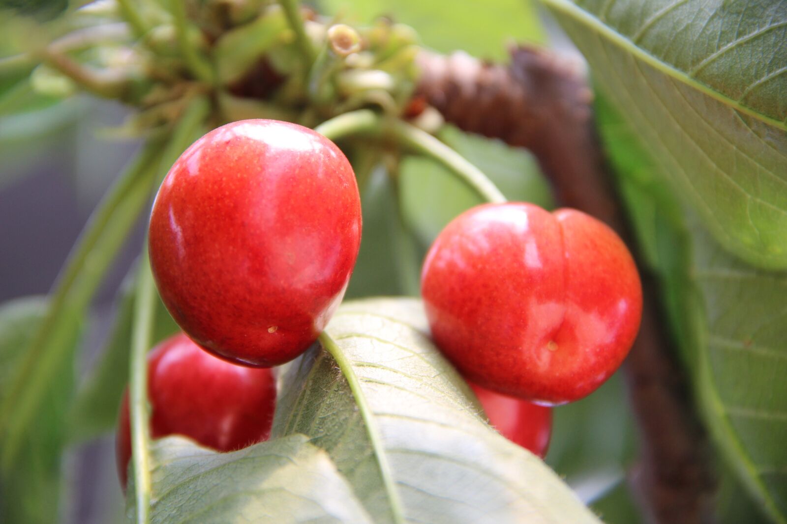 Canon EOS 600D (Rebel EOS T3i / EOS Kiss X5) sample photo. Fruit, food, leaf photography