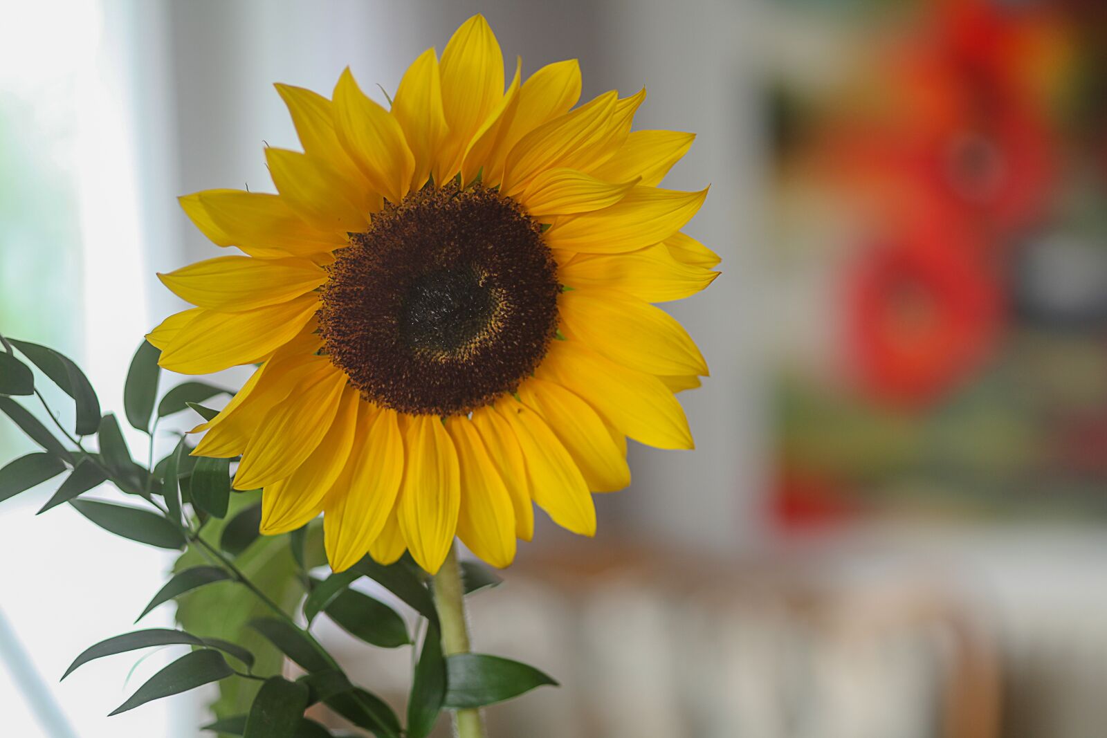 Canon EOS 5D Mark II sample photo. Sunflower, colorful, color photography