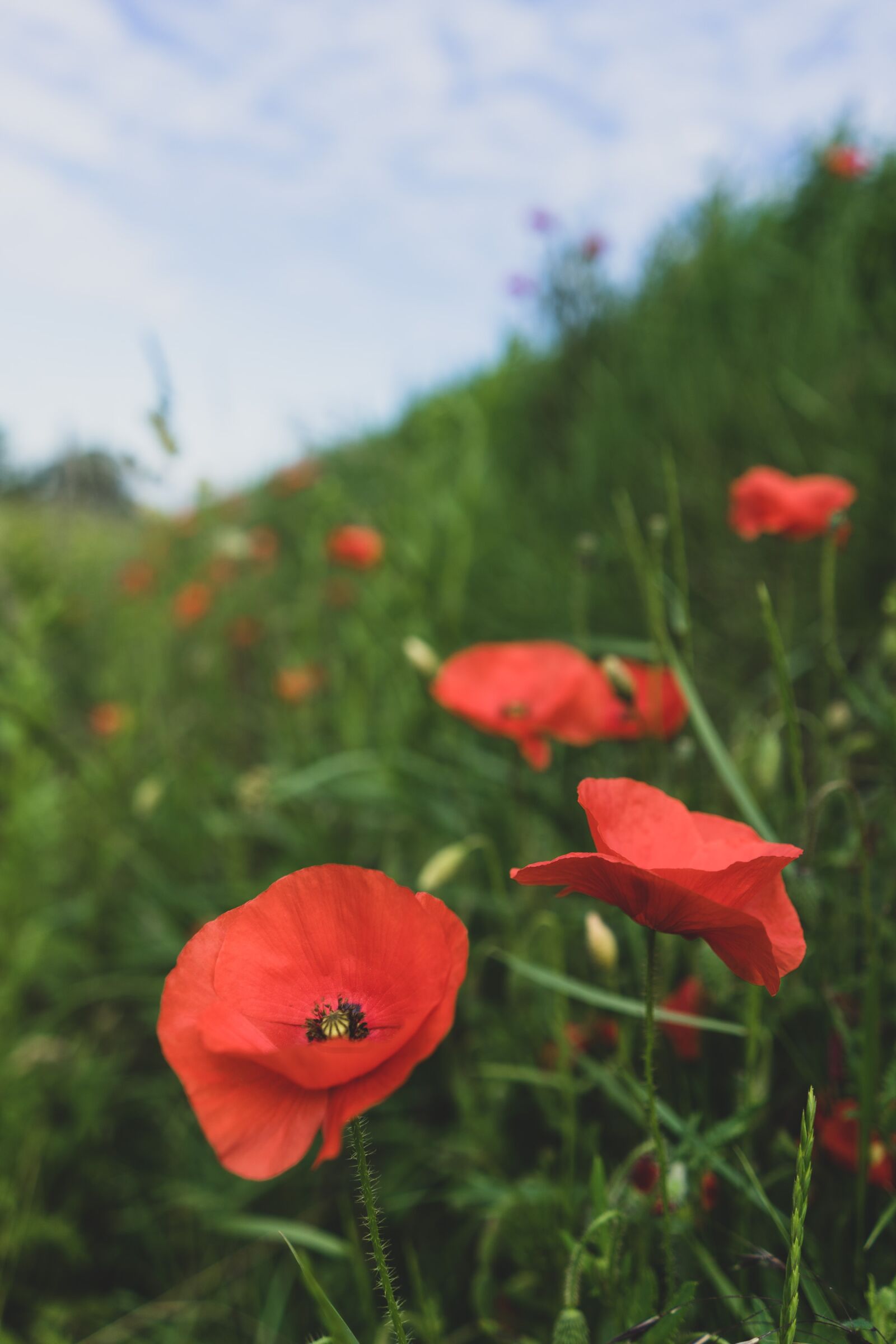 Sony FE 28mm F2 sample photo. Mohn, poppy flower, poppy photography