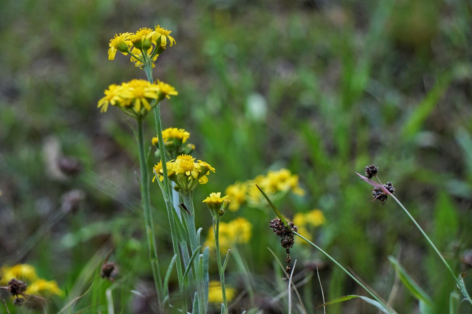 Sony Alpha a5000 (ILCE 5000) + Sony E 55-210mm F4.5-6.3 OSS sample photo. Cottonweed, yellow flower, yellow photography