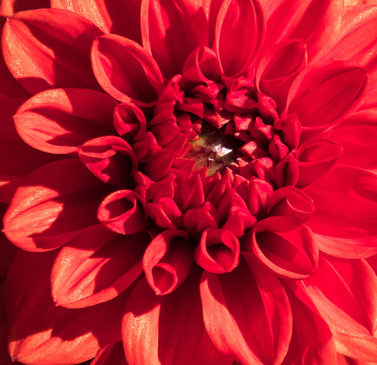 Canon EF-S 55-250mm F4-5.6 IS STM sample photo. Dahlia, blossom, bloom photography