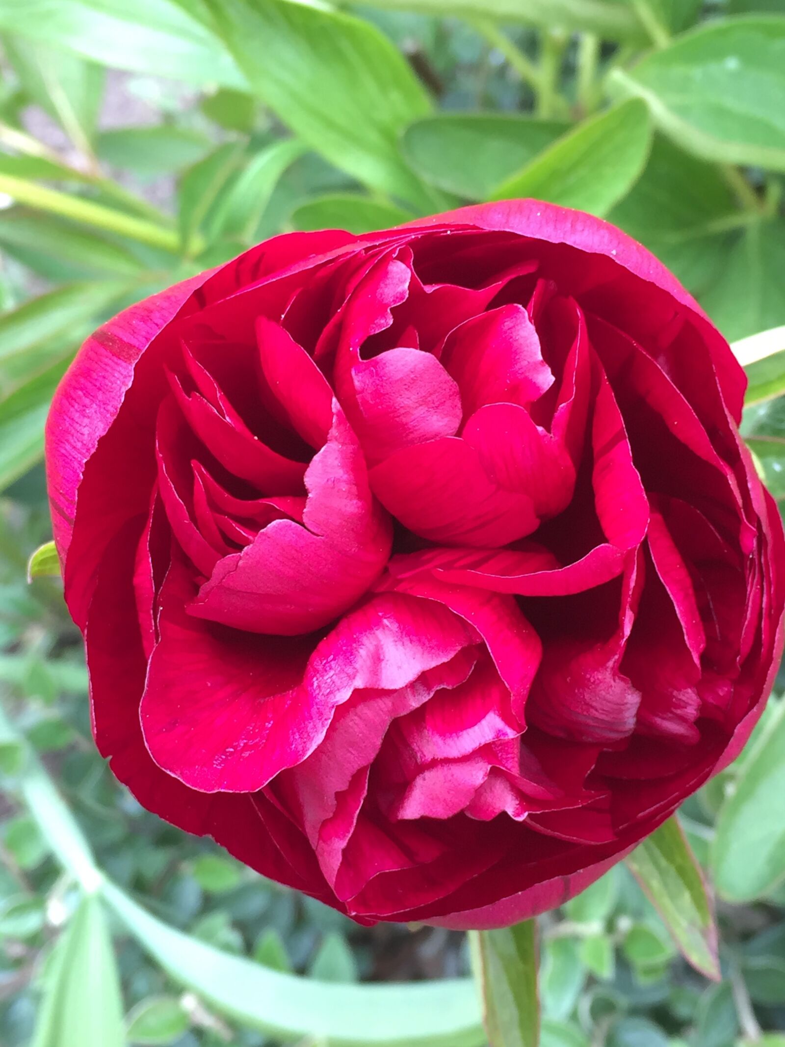 Apple iPhone 6 sample photo. Red, flowers, bloom photography