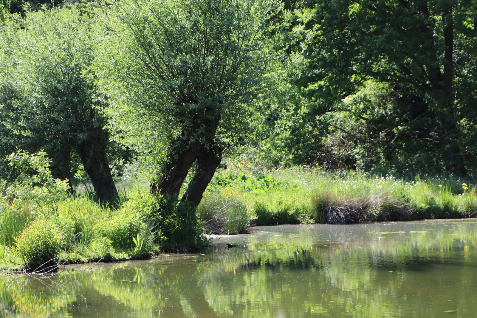 Canon EOS 77D (EOS 9000D / EOS 770D) sample photo. Meadowlands, pollarded willow, bank photography