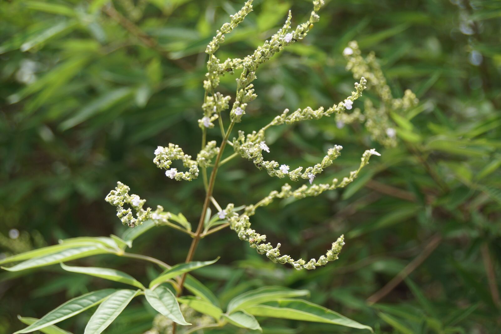 Sony DT 18-250mm F3.5-6.3 sample photo. Flower, natural, nature photography
