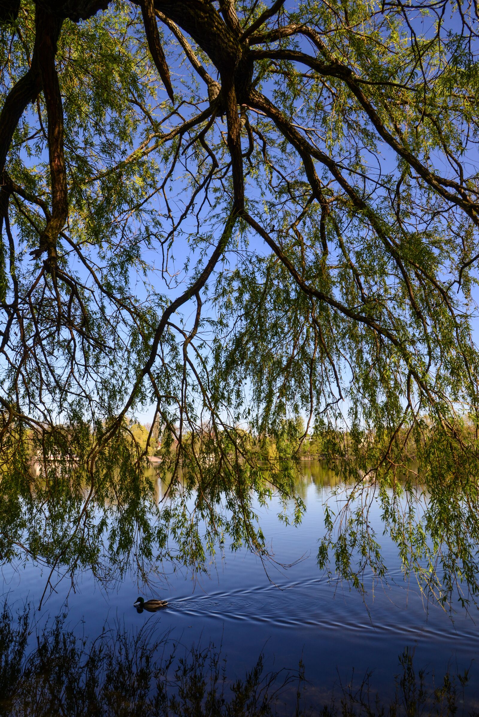Nikon D610 sample photo. Lake, waters, pasture photography