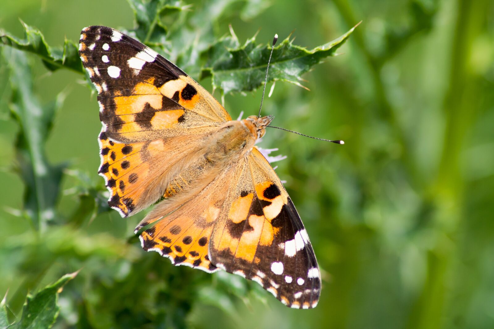 Canon EOS 350D (EOS Digital Rebel XT / EOS Kiss Digital N) sample photo. Butterfly, vanessa cardui, thistle photography