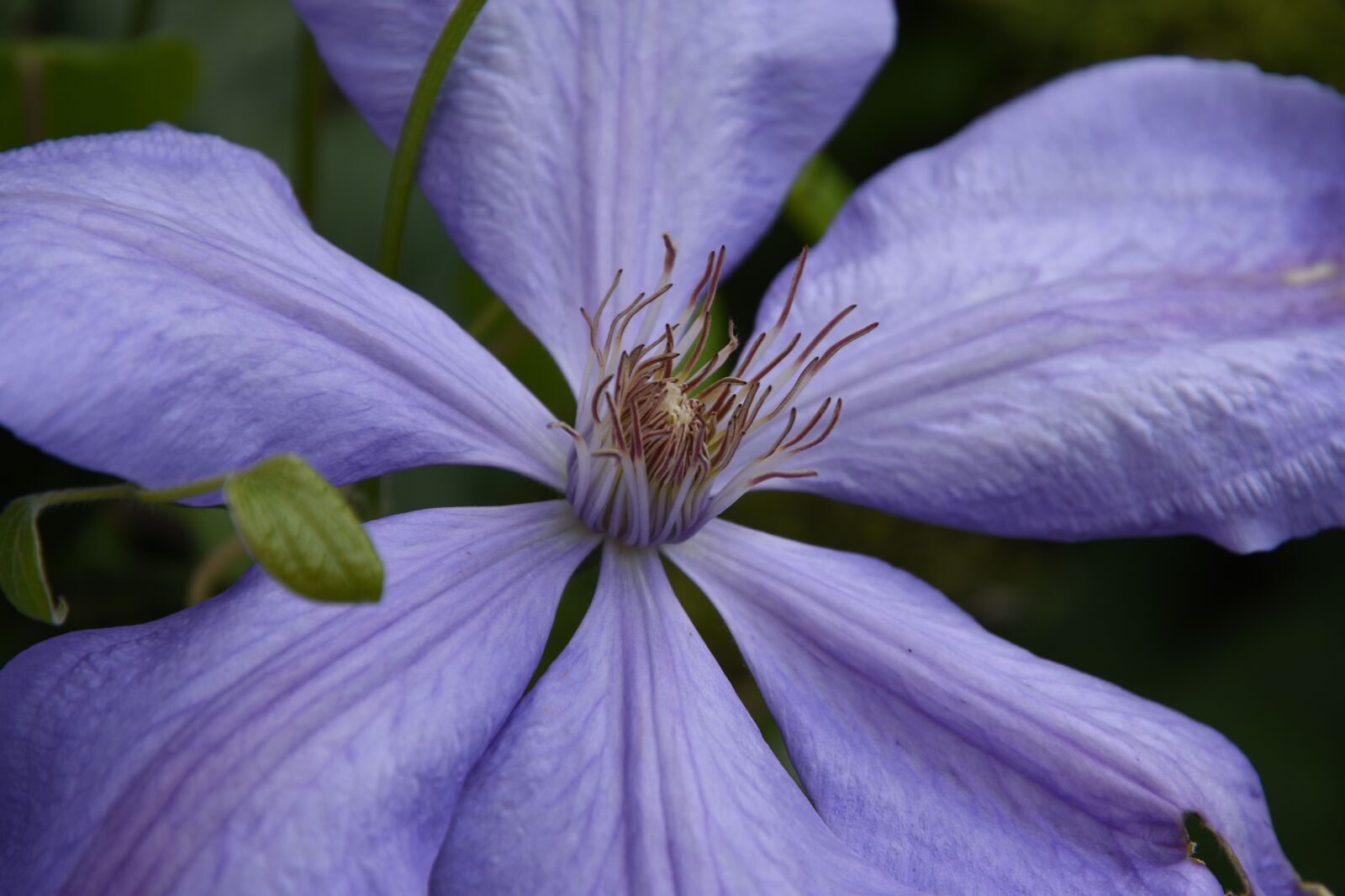 Nikon D5500 sample photo. Flower, plant, garden photography