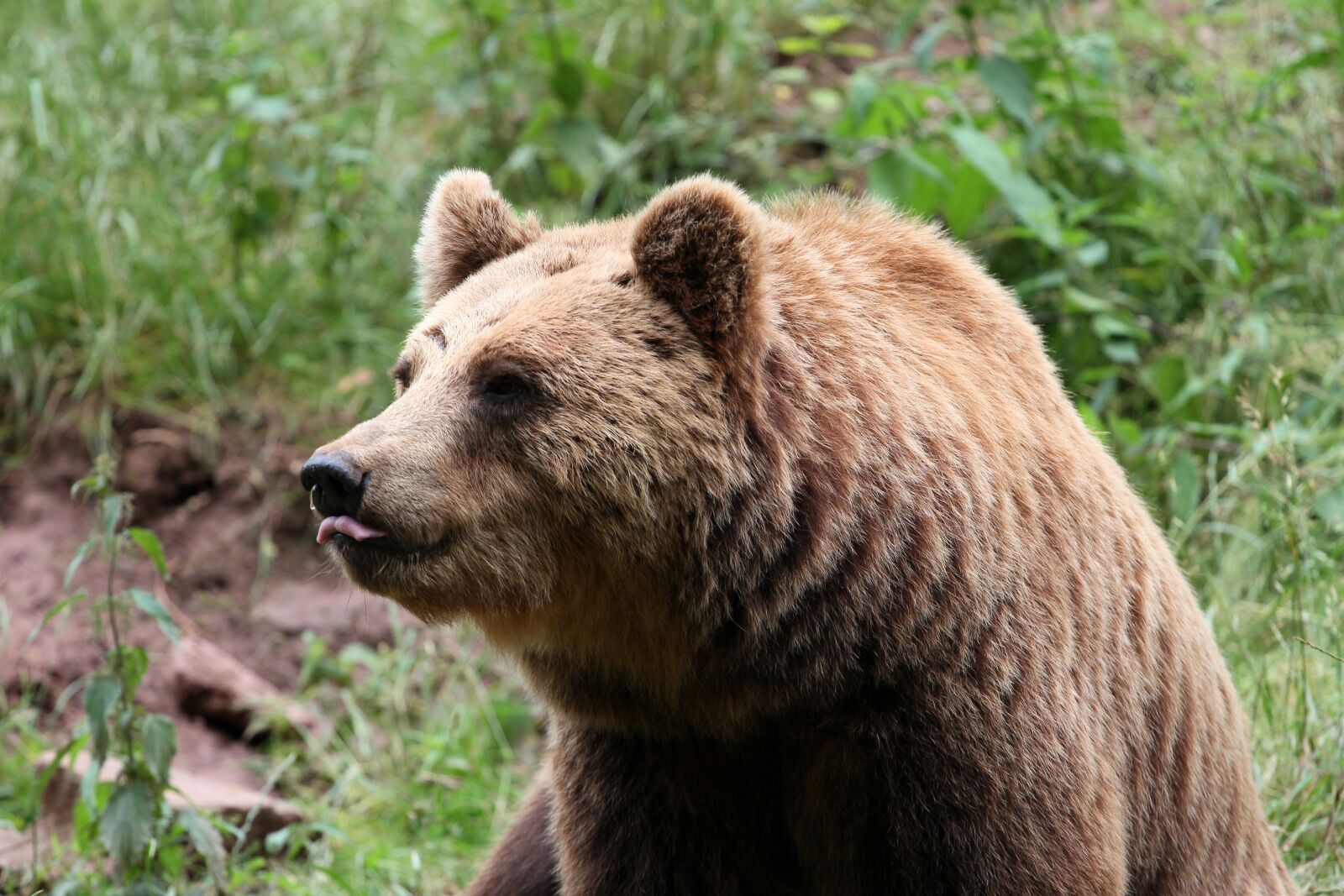 Canon EOS 60D + Canon EF 70-200mm F4L USM sample photo. Bear, brown bear, mammals photography