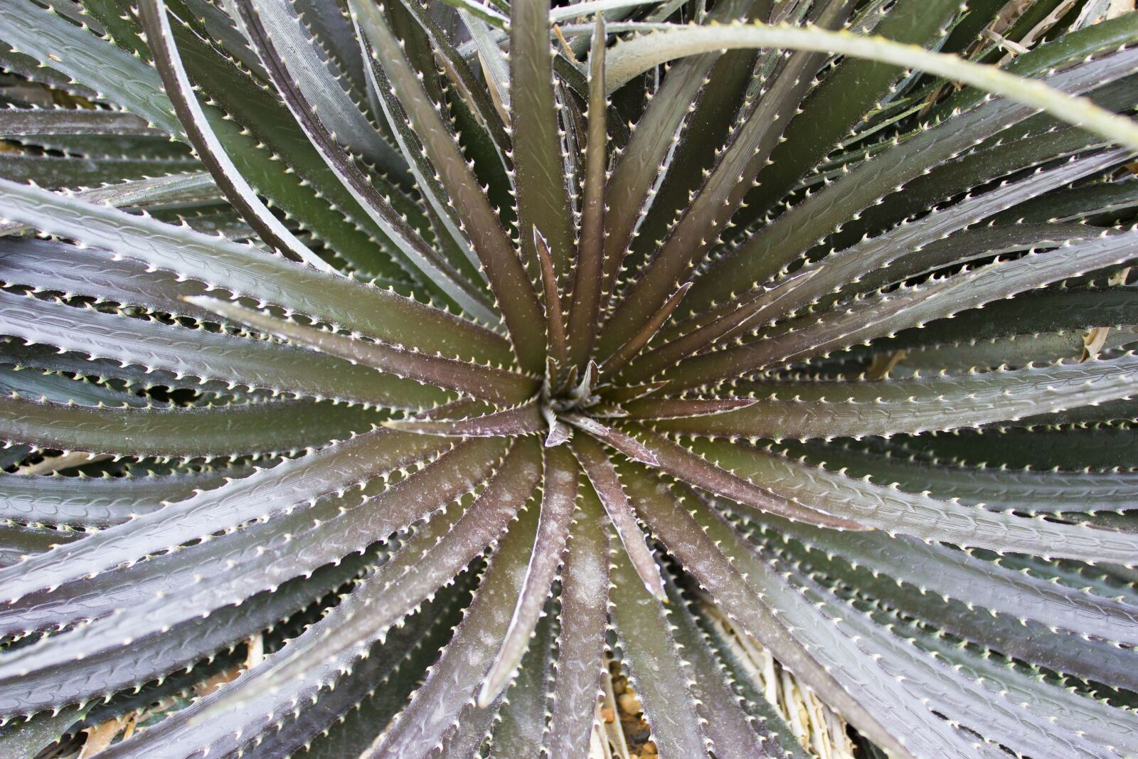 Canon EOS 550D (EOS Rebel T2i / EOS Kiss X4) sample photo. Cacti, cactus, tequila photography