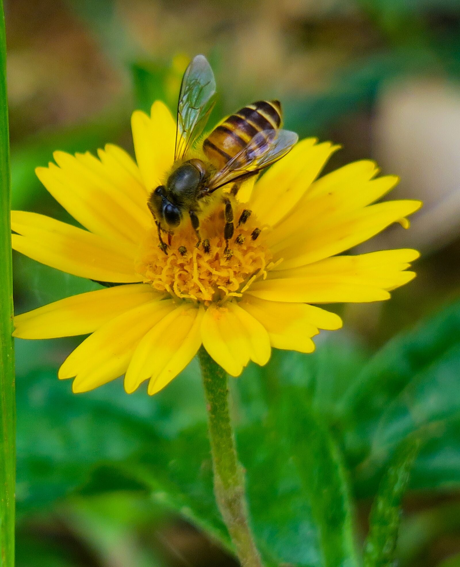 Canon PowerShot G3 X sample photo. Bee, wedelia, nature photography