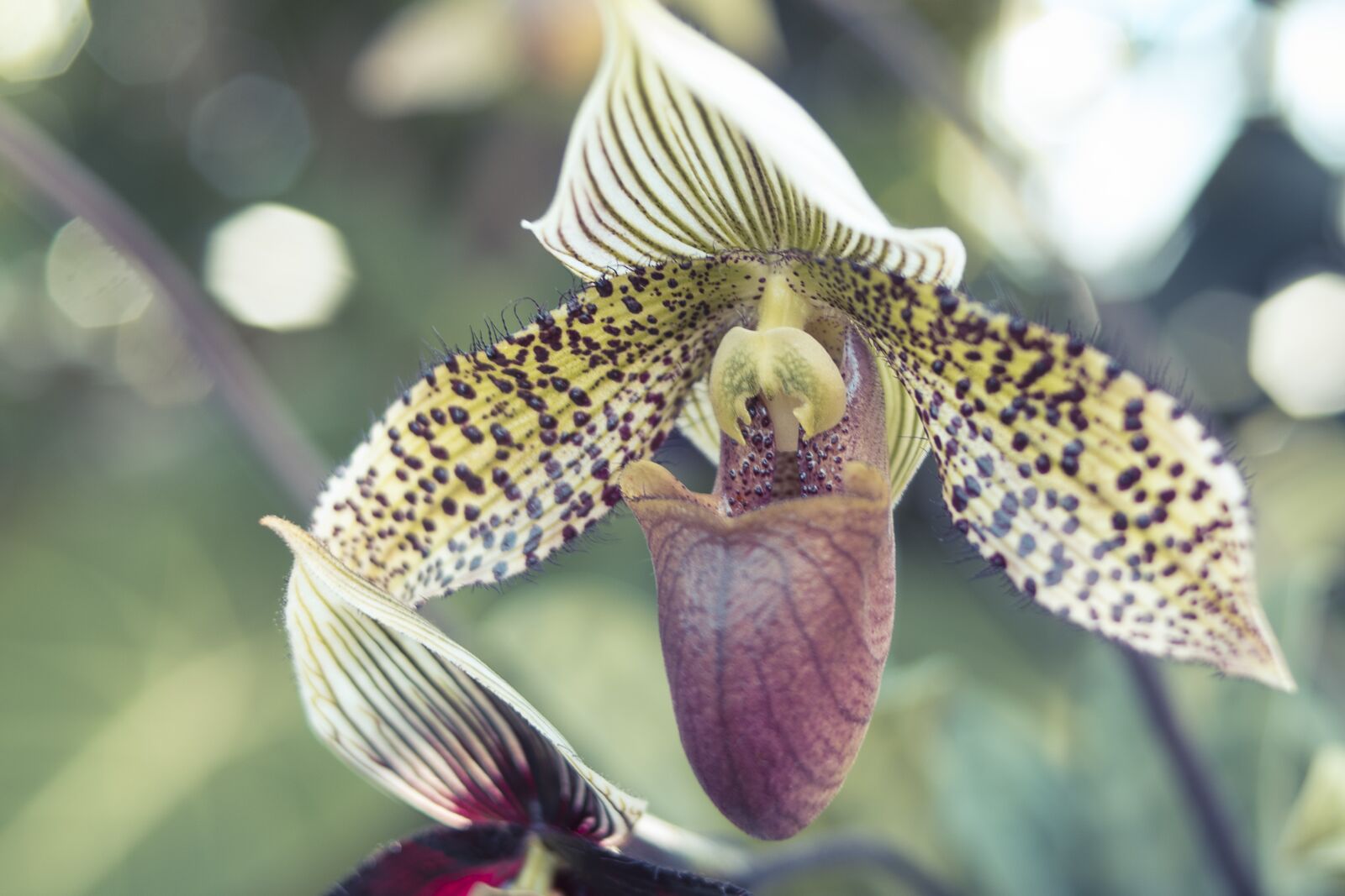 Nikon D7500 sample photo. Nature, outdoors, flora photography