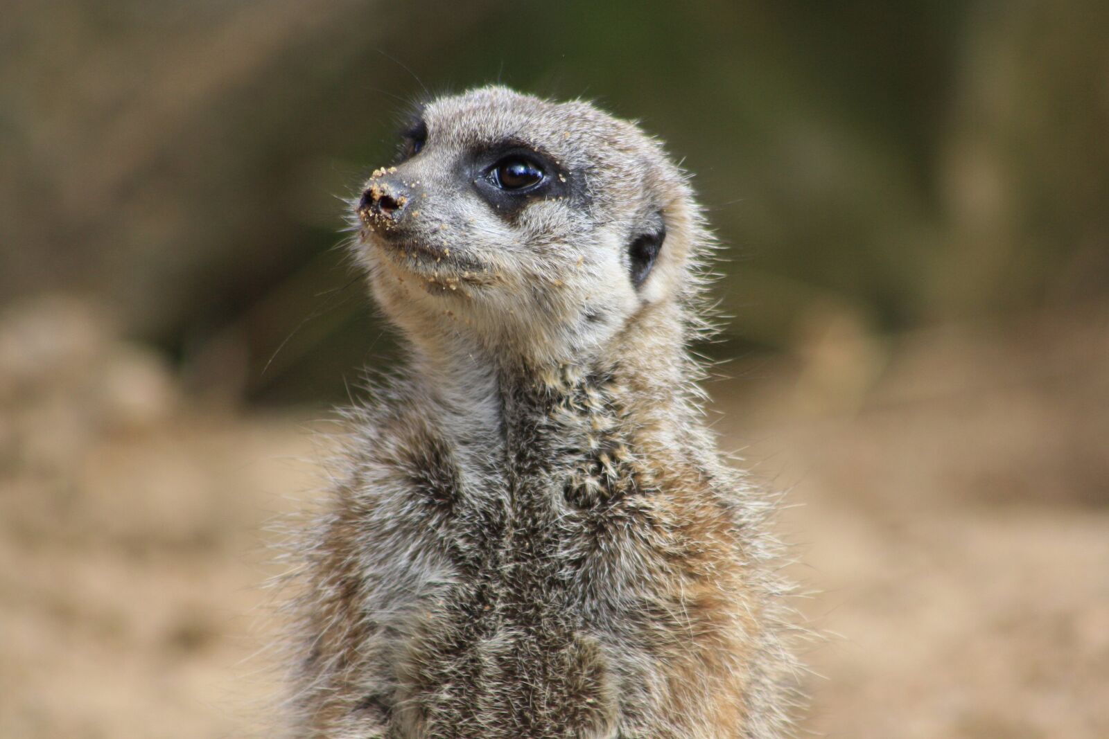 Canon EOS 1000D (EOS Digital Rebel XS / EOS Kiss F) sample photo. Animal, zoo, meerkat photography