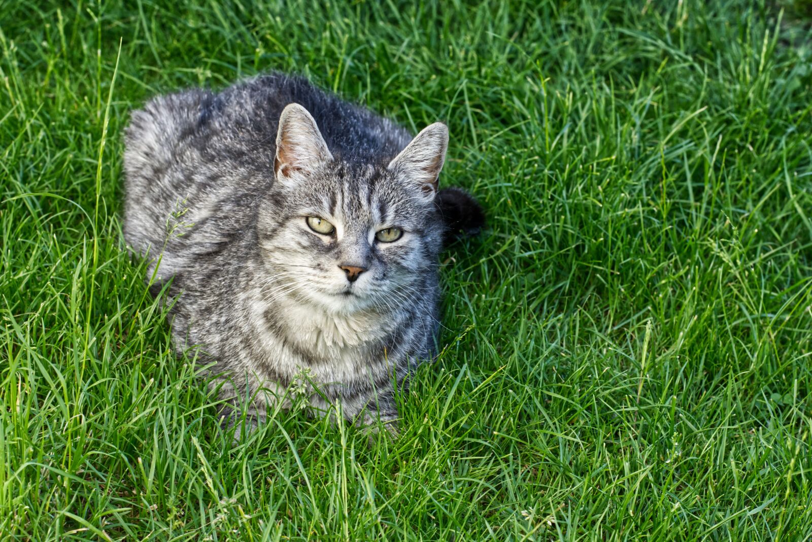 Nikon D7200 sample photo. Cat, enjoy the sun photography