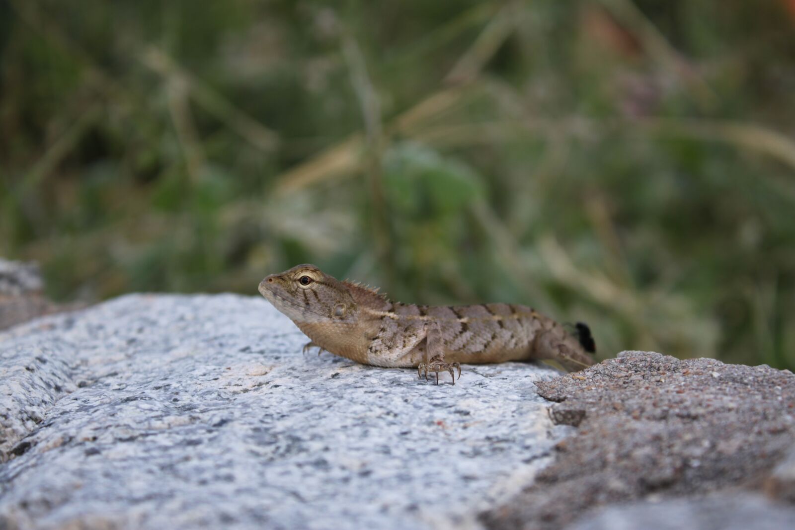 Canon EOS 500D (EOS Rebel T1i / EOS Kiss X3) sample photo. Thailand, lizard, vacation photography