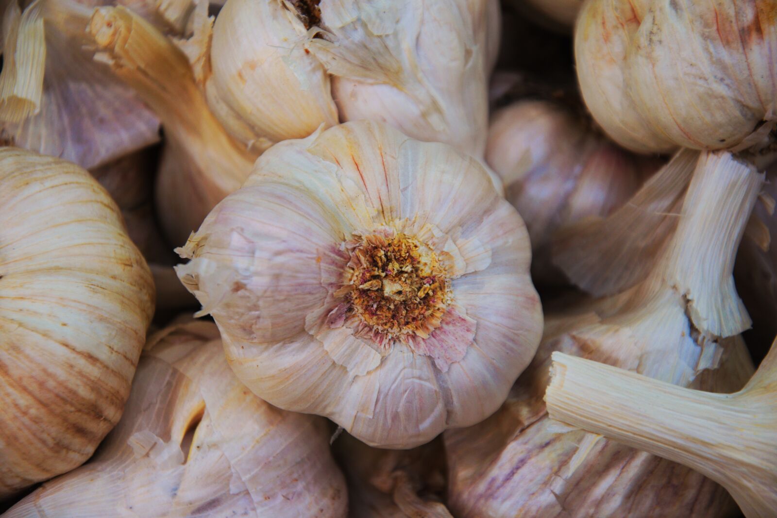 Nikon D3300 sample photo. Garlic, health, shopping photography