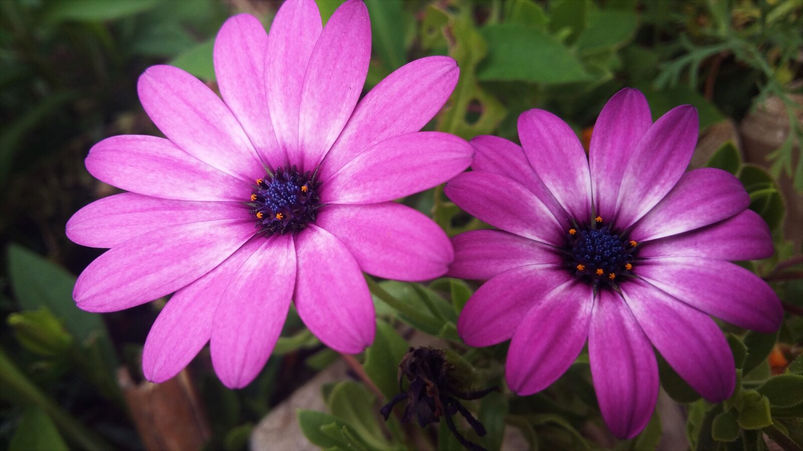 Samsung Galaxy A5 sample photo. Flowers, garden, plants photography
