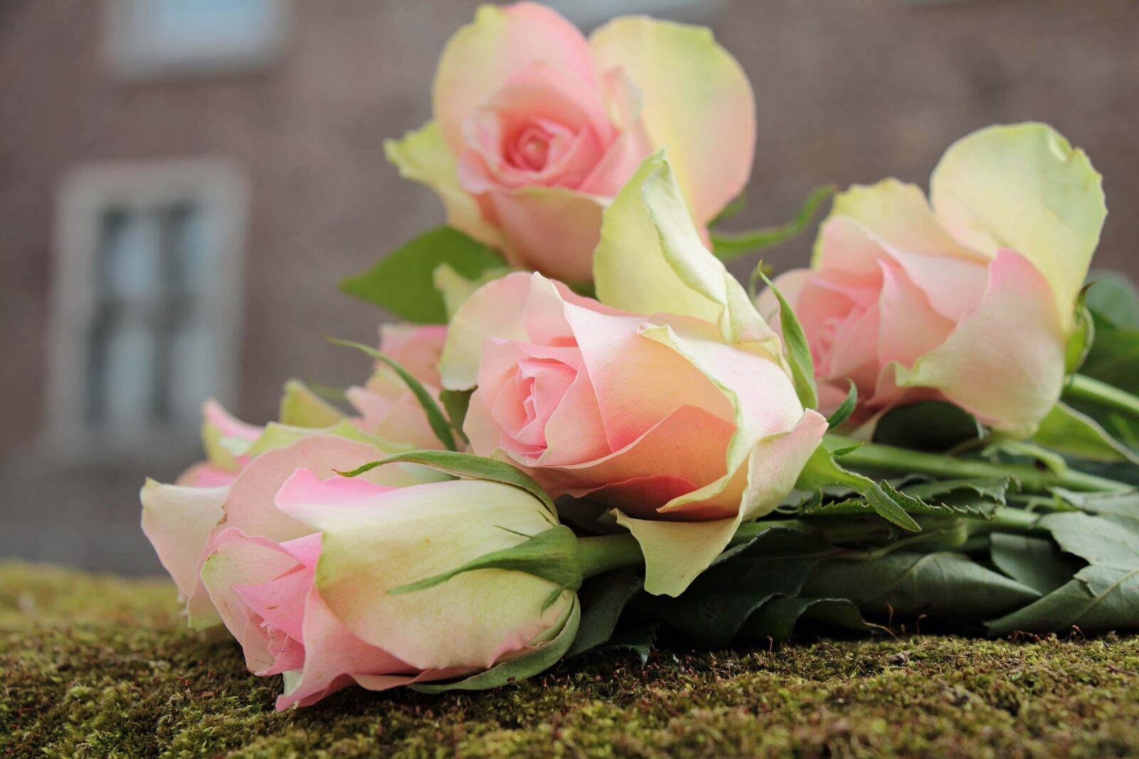 Canon EOS 550D (EOS Rebel T2i / EOS Kiss X4) sample photo. Petal, rose, flower, arrangement photography