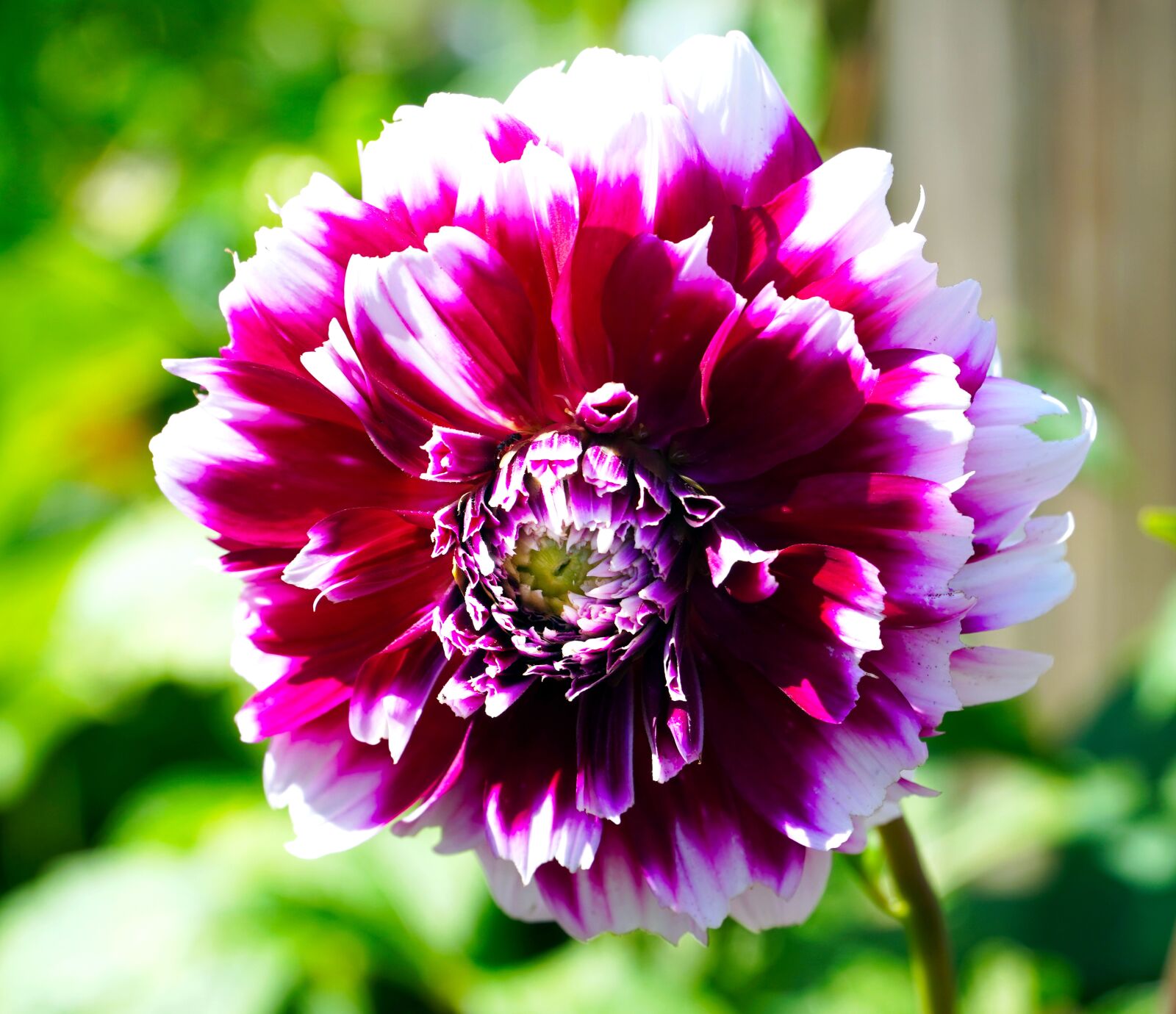 Sony E PZ 18-105mm F4 G OSS sample photo. Dahlia, flower, blossom photography