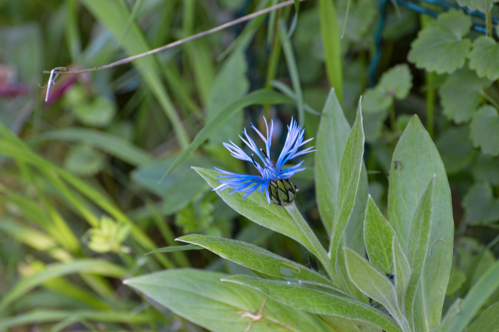 Nikon D3200 sample photo. Blueberry, flower, spring photography