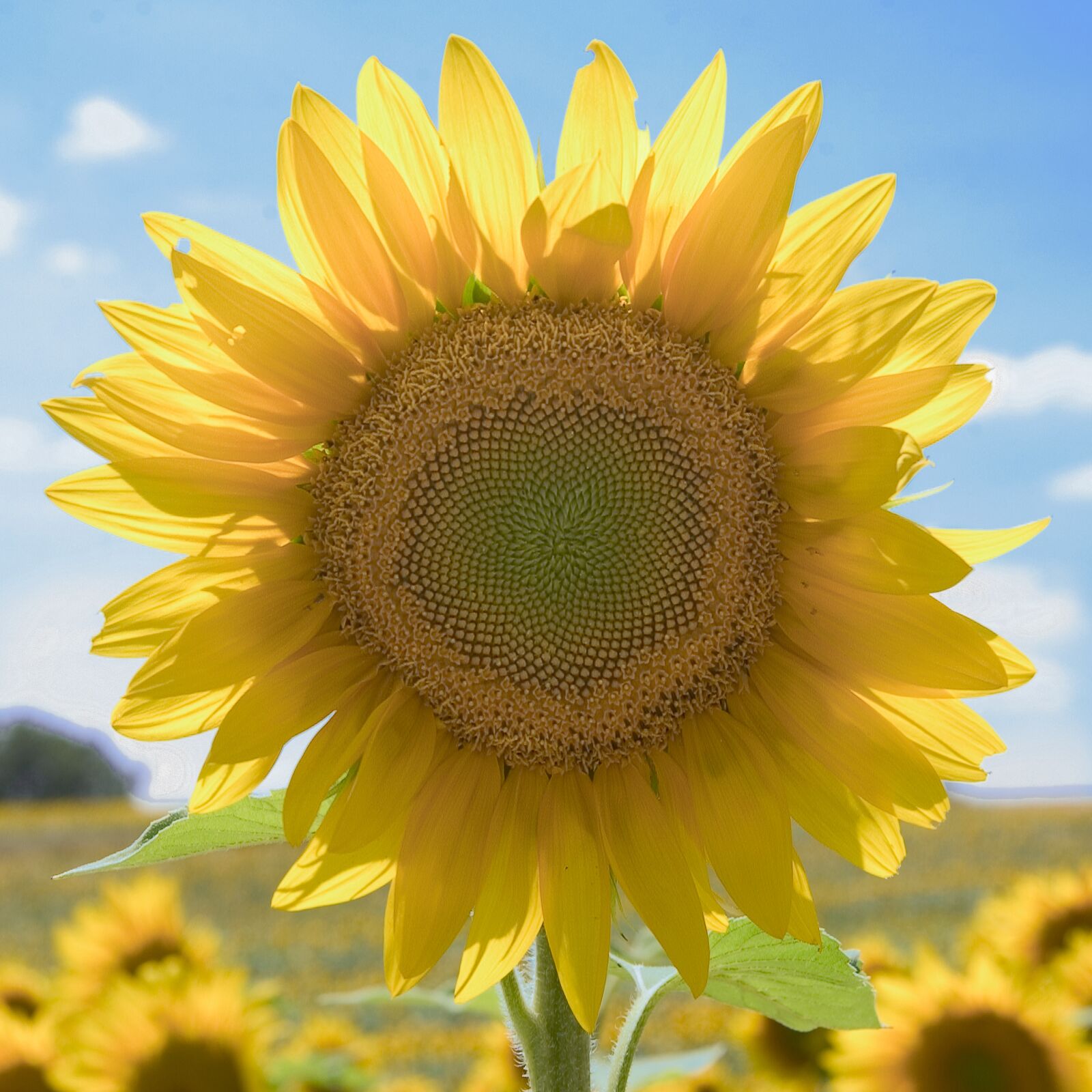 Nikon D1X sample photo. Sunflower, flower, yellow photography