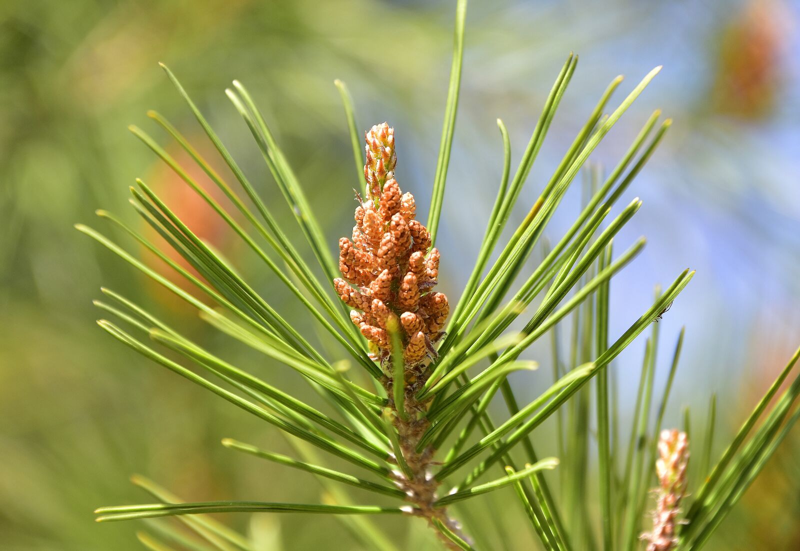 Nikon D7200 sample photo. Pinus, sewing needle, tree photography