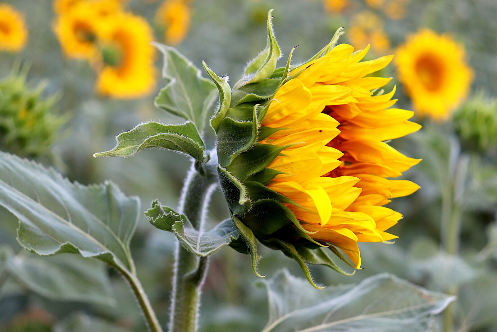 Canon EOS 800D (EOS Rebel T7i / EOS Kiss X9i) sample photo. Sunflower, plants, flowers photography