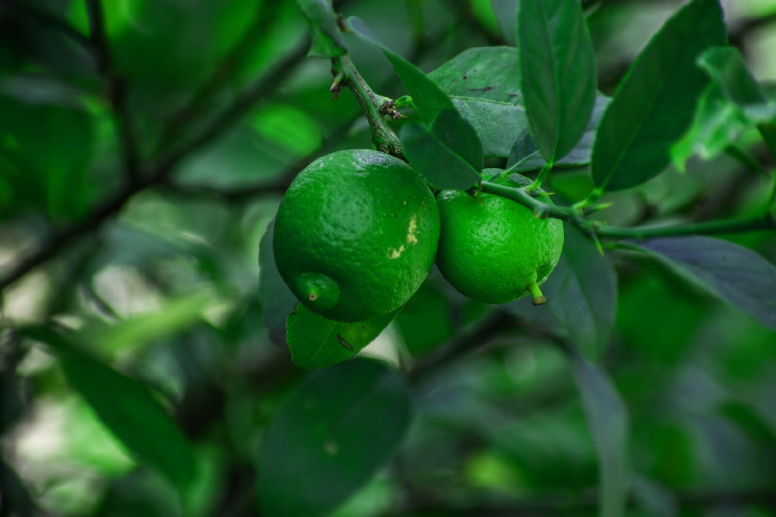 Nikon D3400 sample photo. Lemon, plant, nature photography