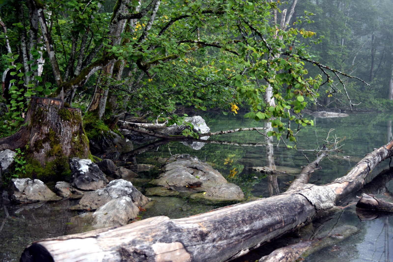 Nikon D5300 sample photo. Lake, log, stones photography