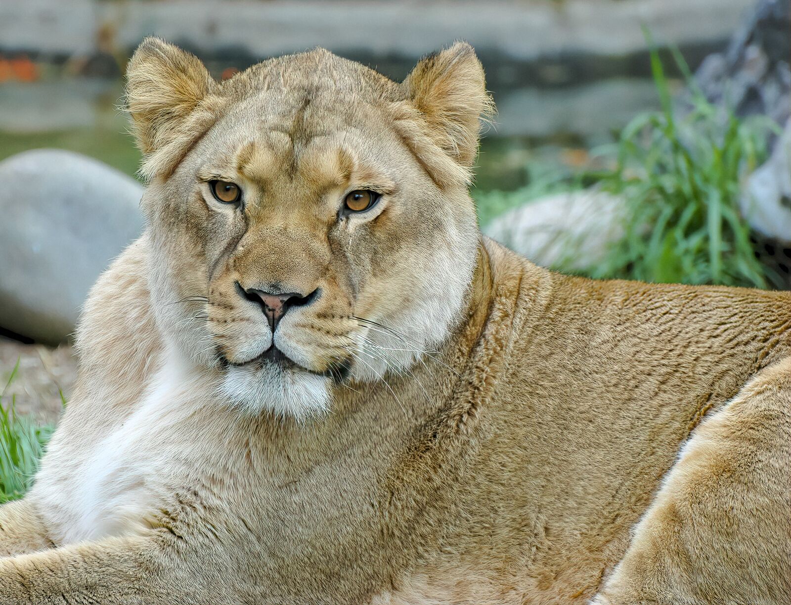 Nikon D70s sample photo. Lioness, lion, female photography