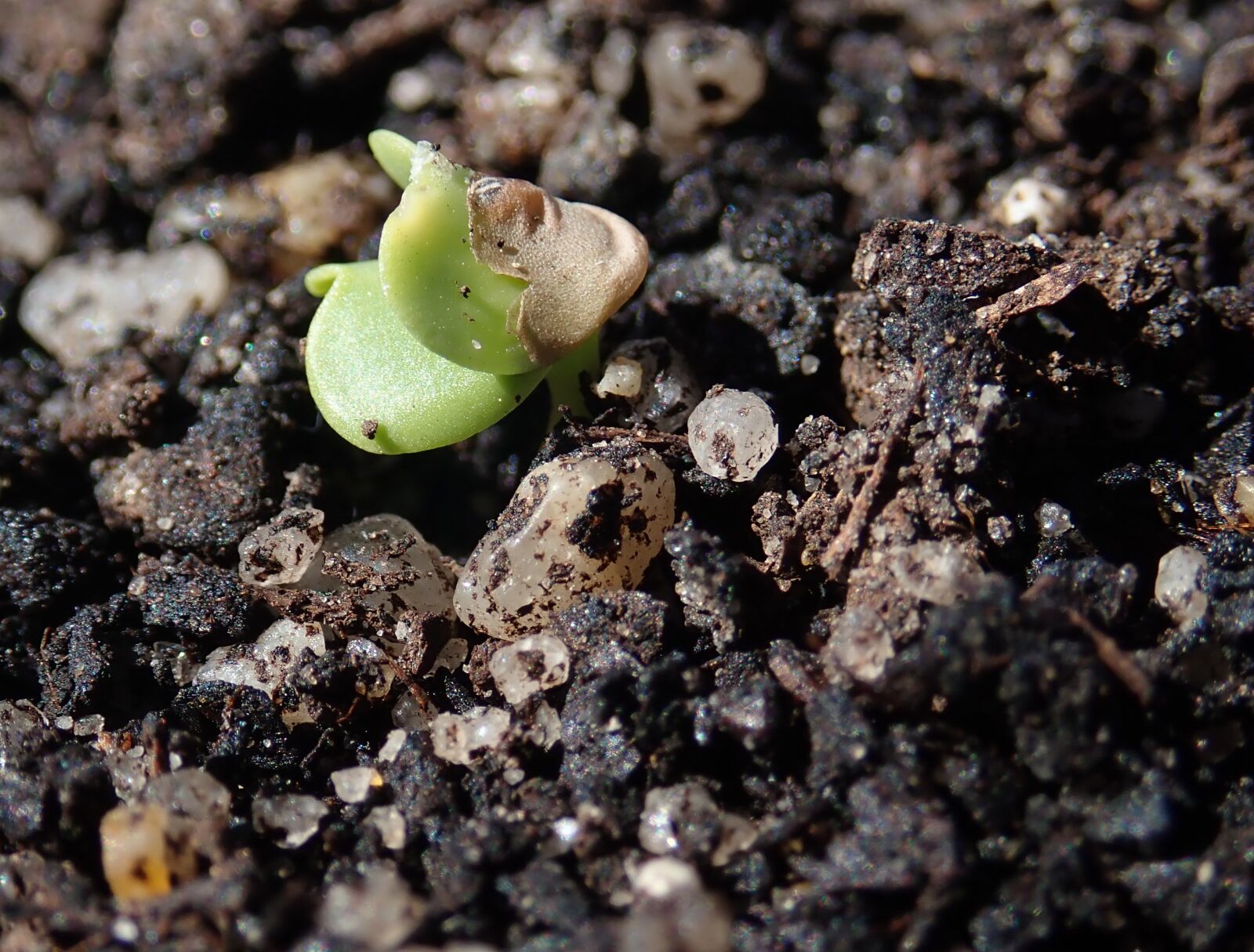 Olympus TG-5 sample photo. Radish, seedling, sprouting photography