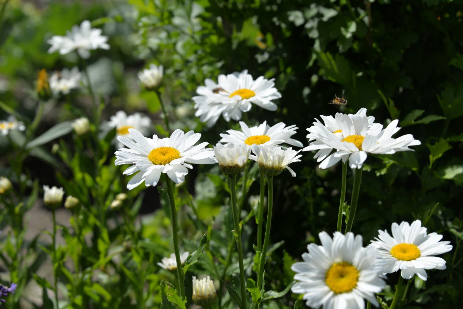 Nikon D610 sample photo. Daisies, white, garden photography