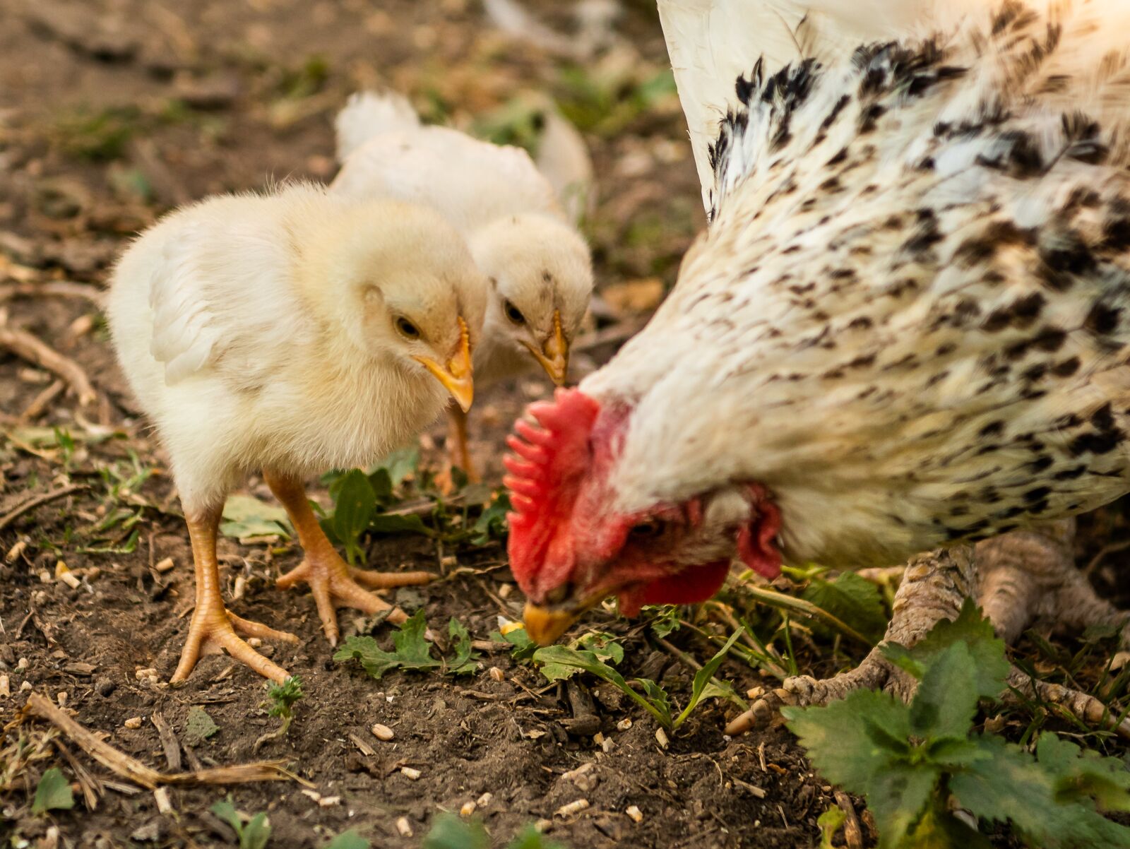 Nikon D750 sample photo. Chickens, chicks, mother hen photography