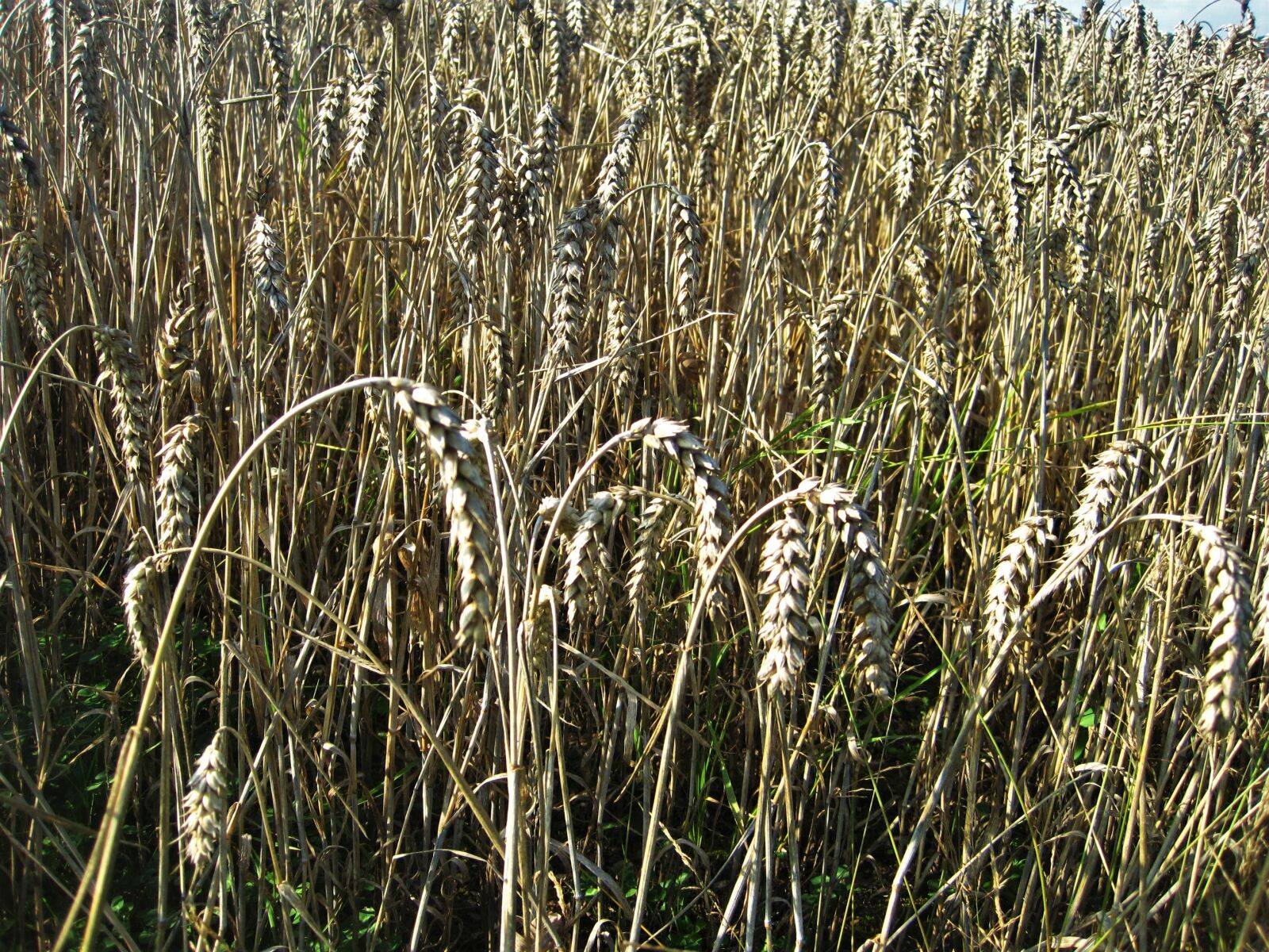 Canon PowerShot SD1200 IS (Digital IXUS 95 IS / IXY Digital 110 IS) sample photo. Ripe wheat field, wheat photography