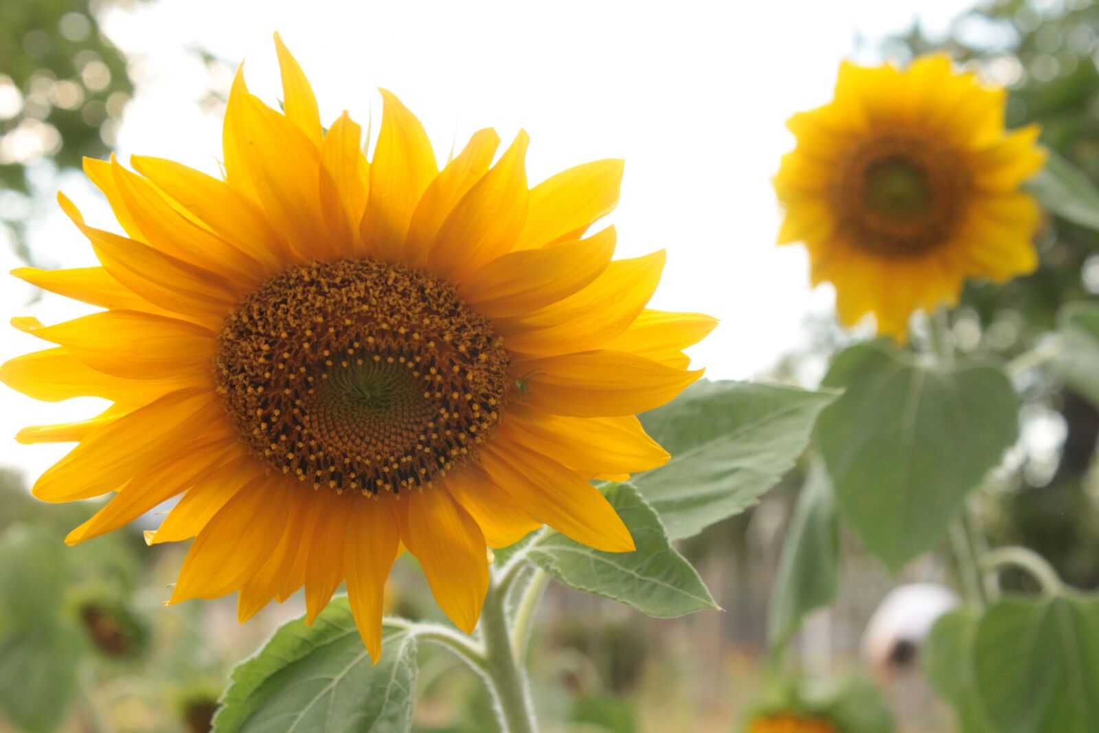 Canon EOS 500D (EOS Rebel T1i / EOS Kiss X3) sample photo. Flowers, sunflowers, yellow photography