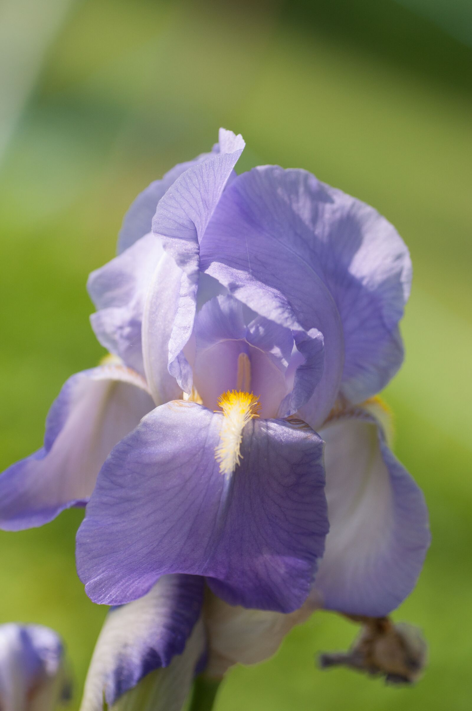 Nikon D90 sample photo. Iris, blossom, bloom photography